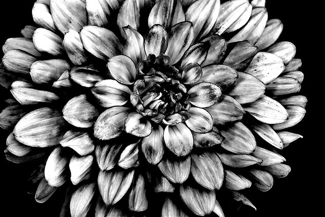 Dahlias