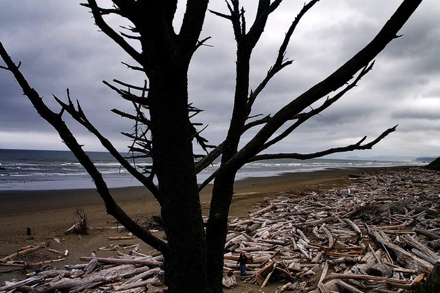Kalaloch