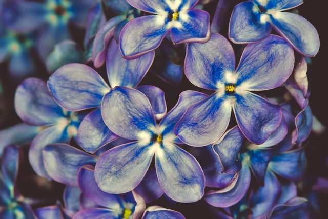 Lilacs